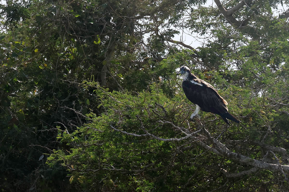 Osprey